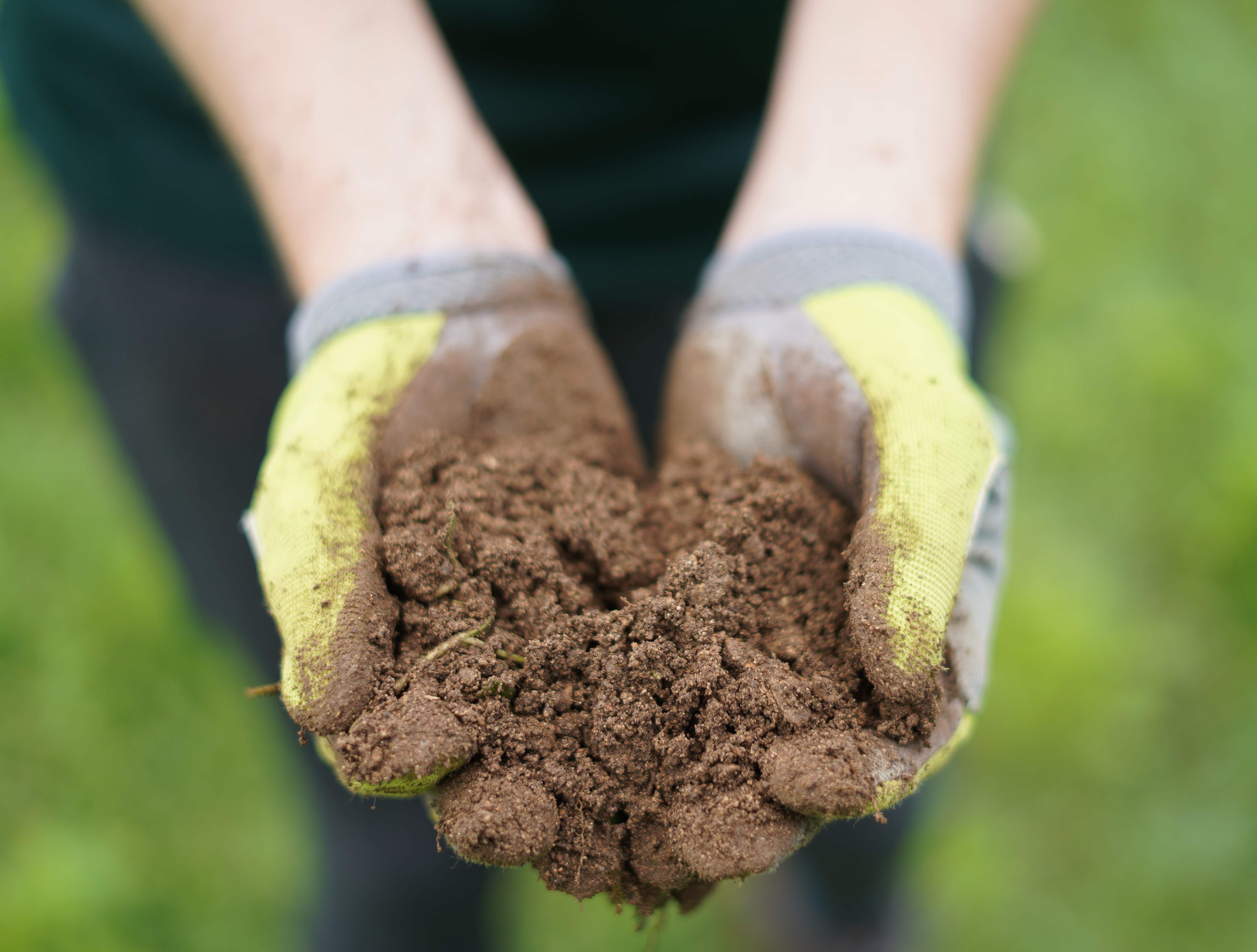 schools, youth, tree planting, education