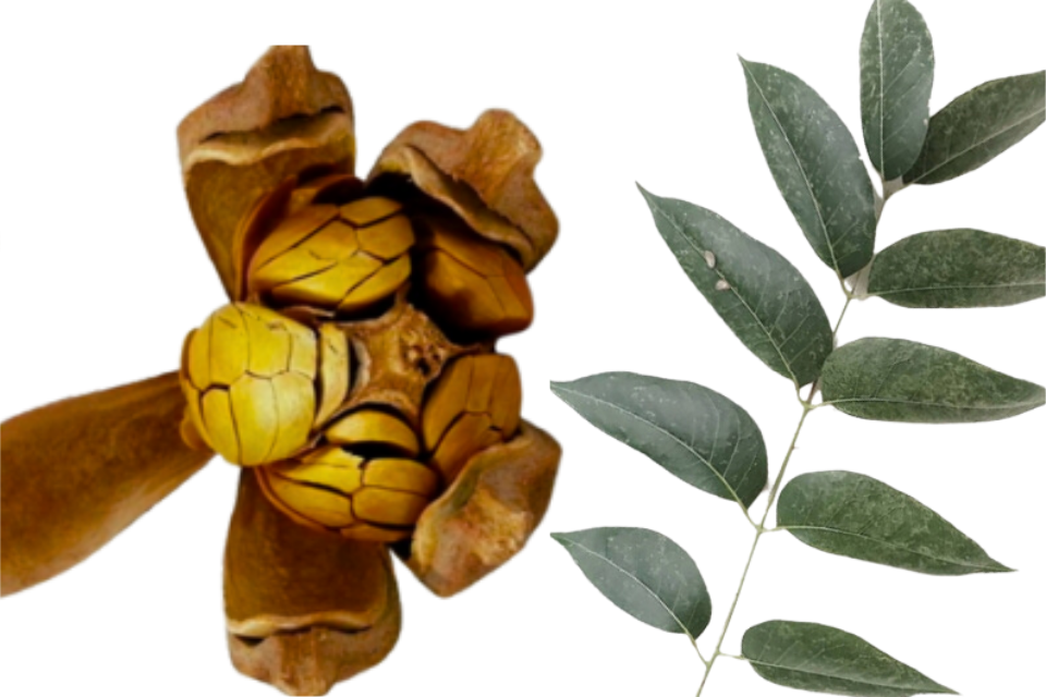 Image of Mahogany seed and leaf as a cover for a document on how to grow mahogany.