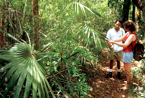 Two people inspect a Native Tree to the Cayman Islands as a cover image for a downloable file about growing the native trees as part of the National Tree Plating (NTP) initiative