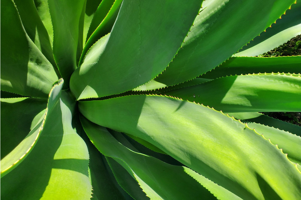 Picture of the Agave Caymanesis found in the Cayman Islands and captured as part of the National Tree Programme.