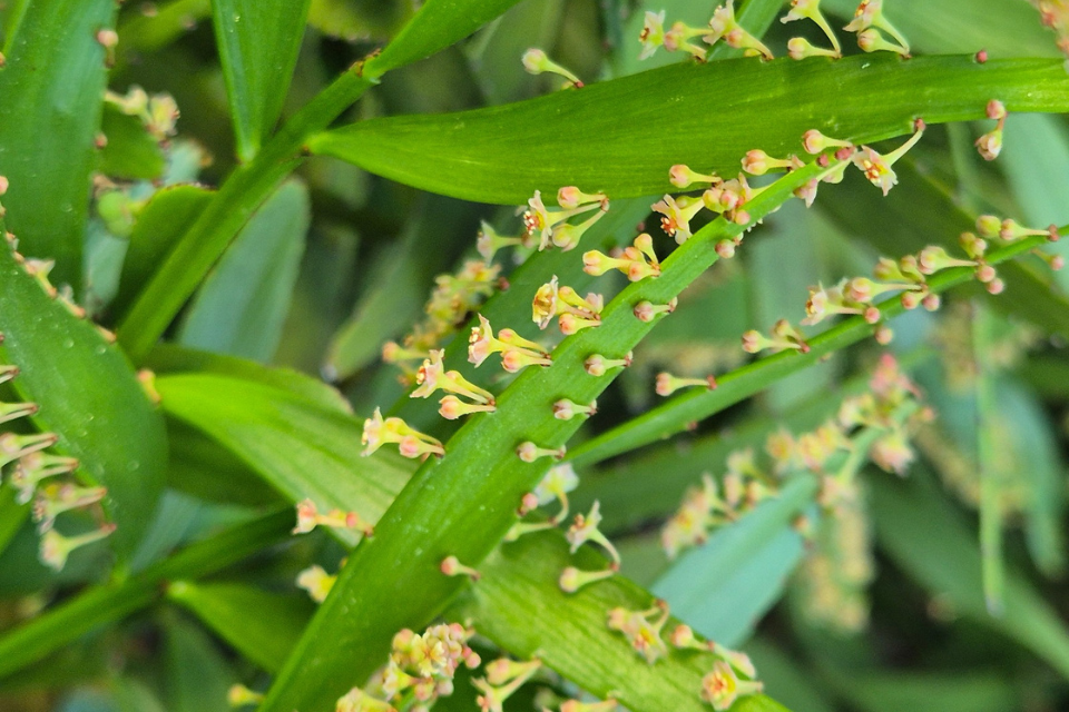 Picture of the Phyllanthus Angustifolius also known as Duppy Bush native to the Cayman Islands and photographed as part of the national tree planting programme.