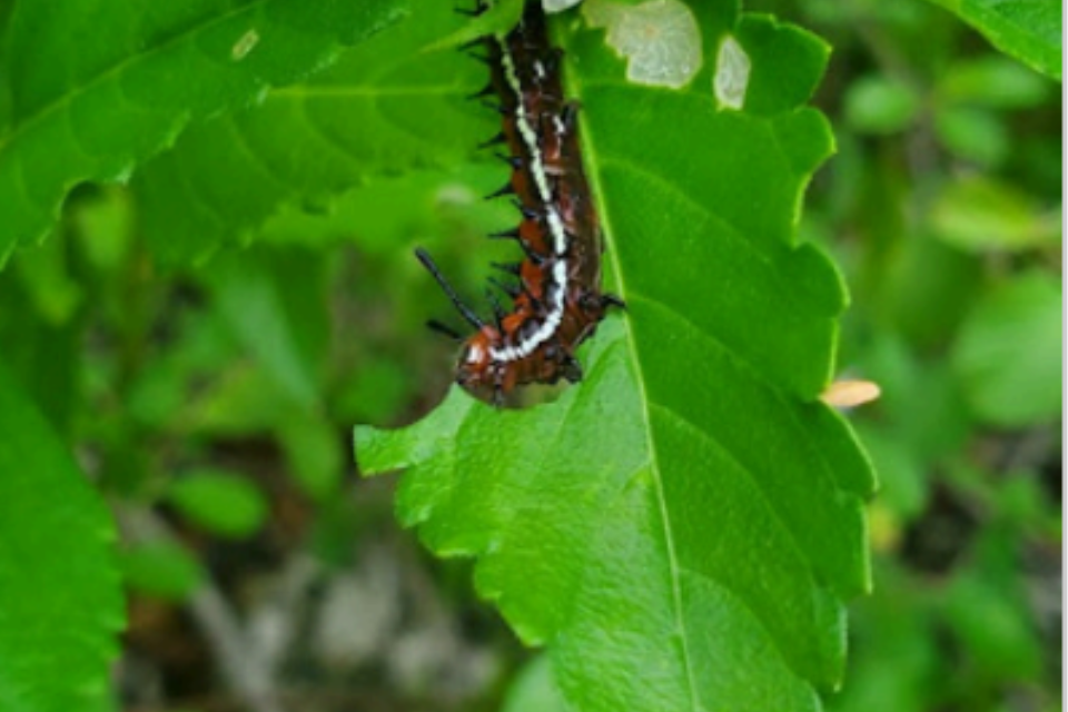 Cayman Islands National Tree Planting initiative"Planting for Pollinators" document download-image of a catepillar