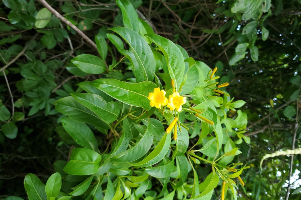 Picture of the Hamelia cuprea Griseb also known as the Bahama Firebush native to the Cayman Islands, Cuba, Jamaica and Haiti and photographed as part of the National Tree Planting Programme. 