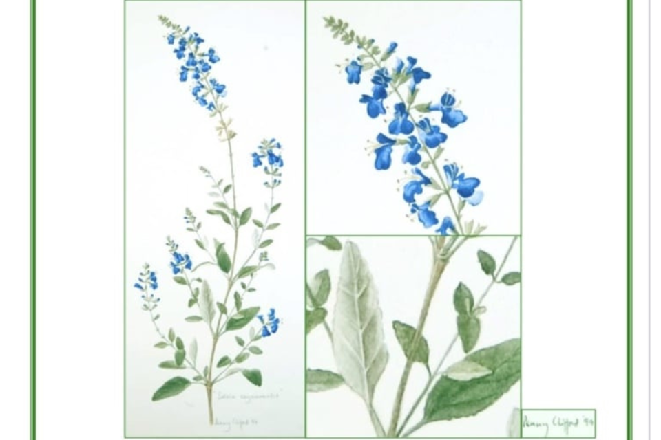 cover image of the Cayman Sage also known as Salvia Caymanensis for the download of a document detailing the story of the rediscovery of a native cayman plant- the cayman sage.